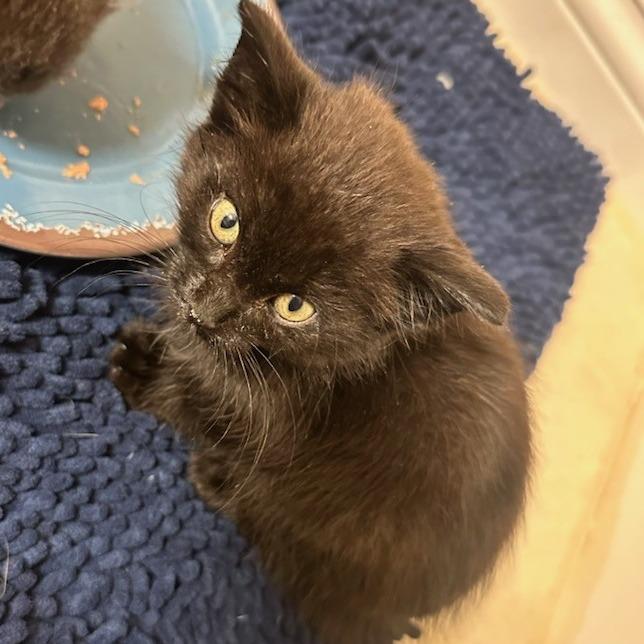 Onyx