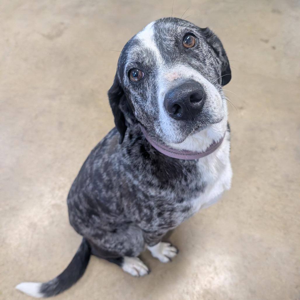 Dottie