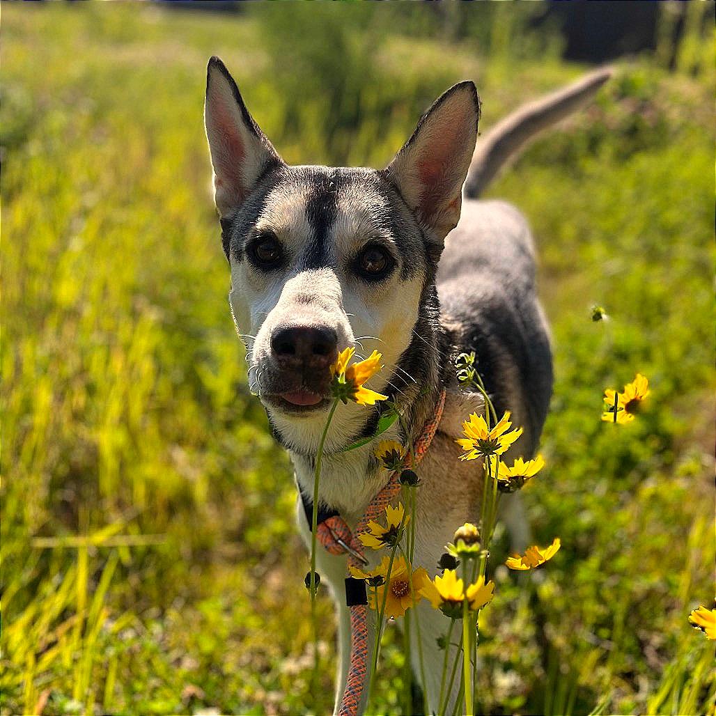 Freya