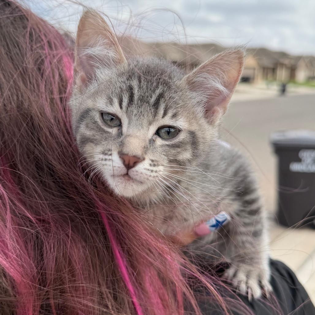 Gizmo