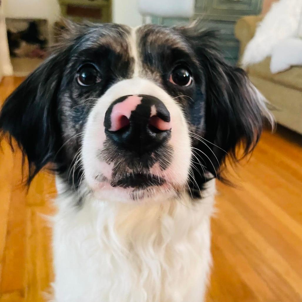 Finn