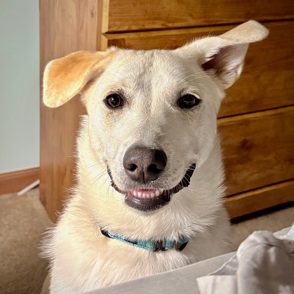 Georgie