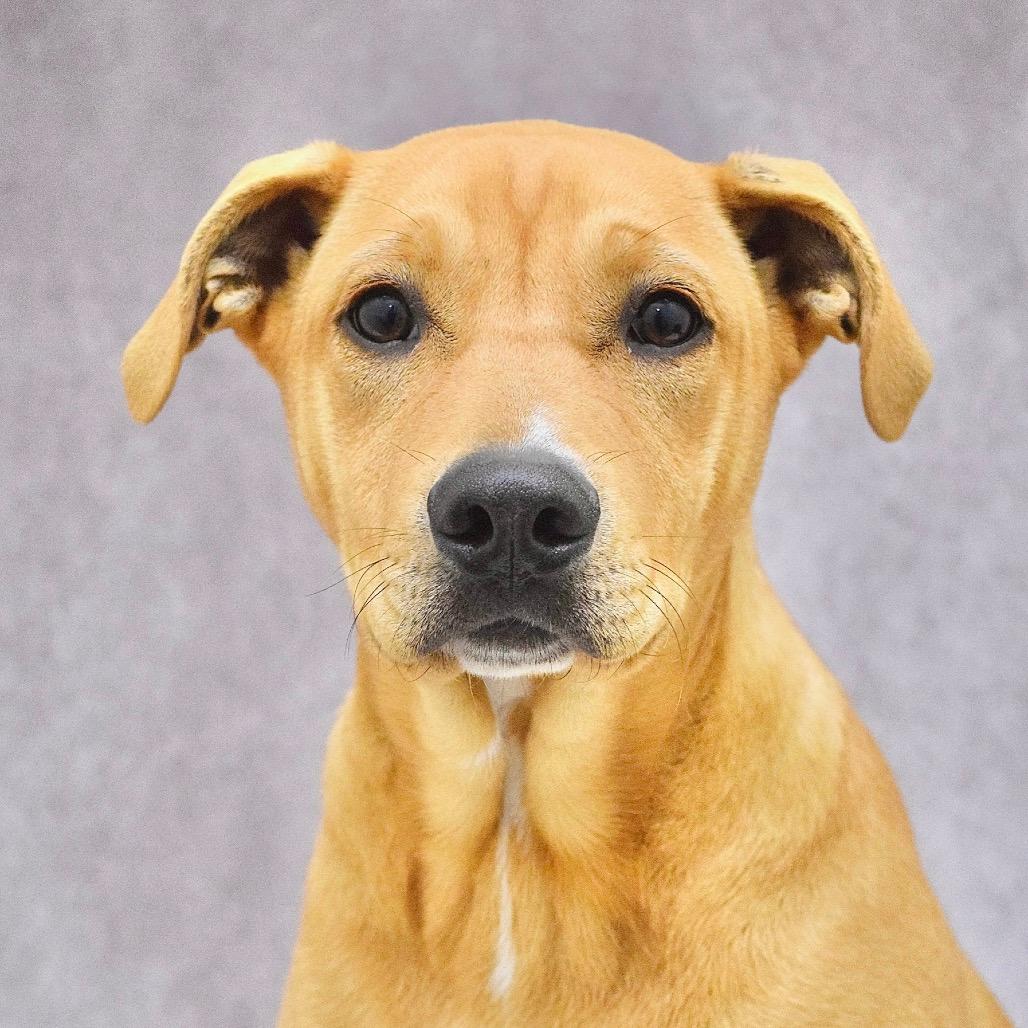 Forrest (puppy) - ECAS