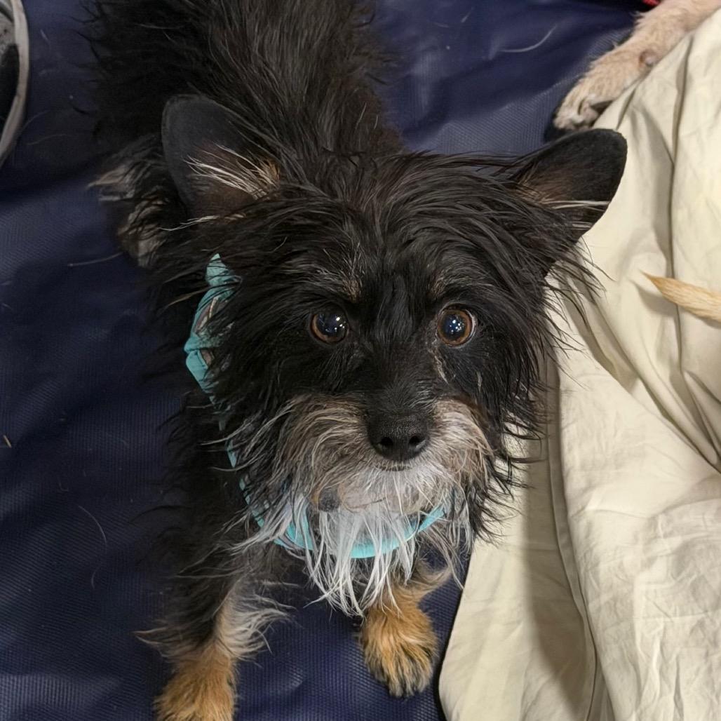 Lala Lou