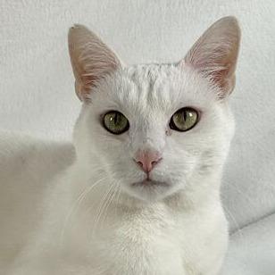 Cotton