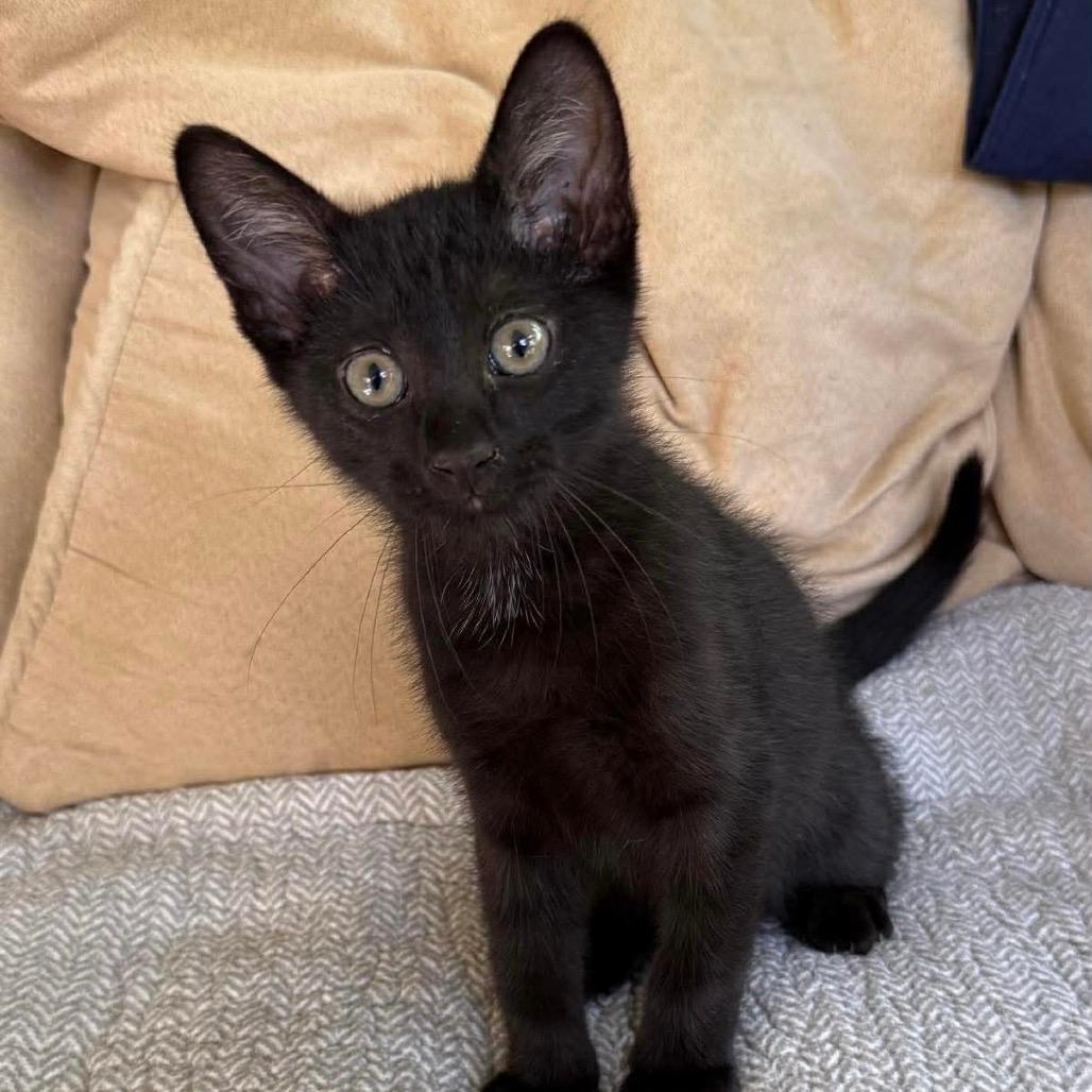 Peppercorn