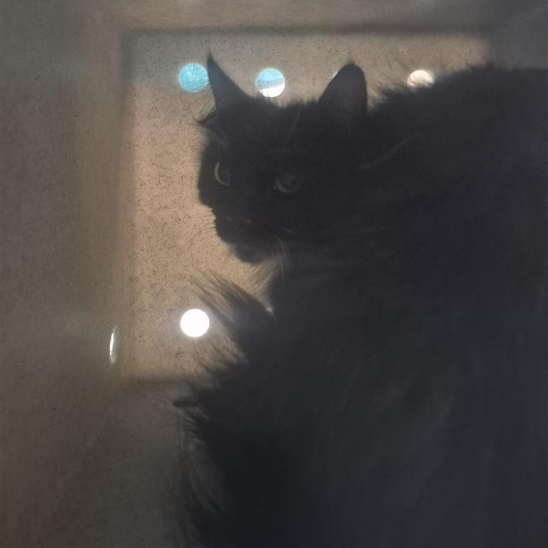 Working Cat Matcha