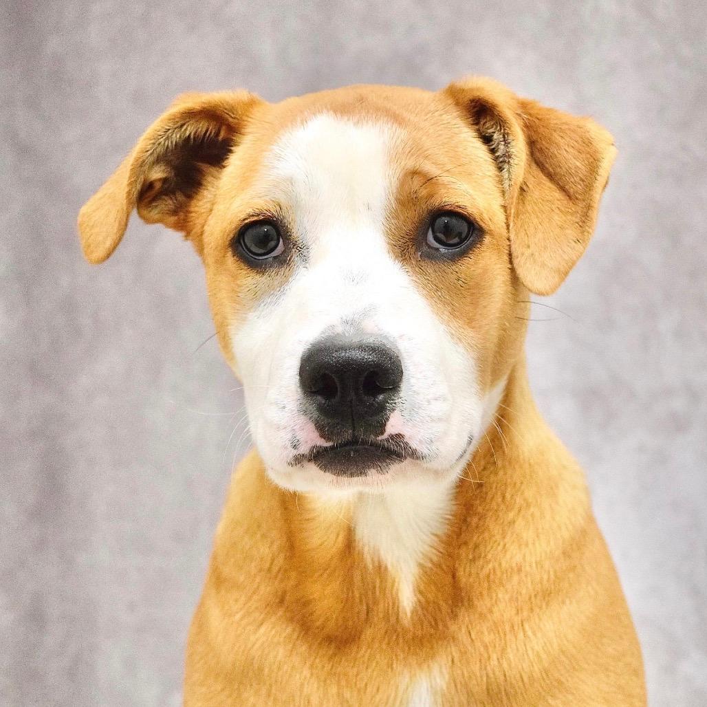 Jenny (puppy) - ECAS
