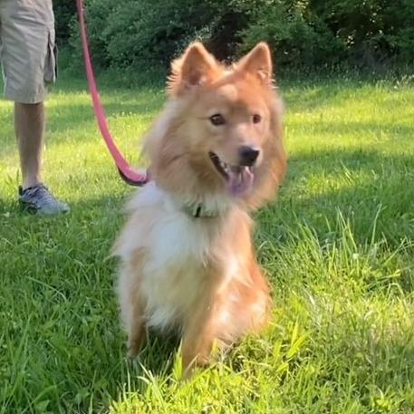 Sunshine  (simba)