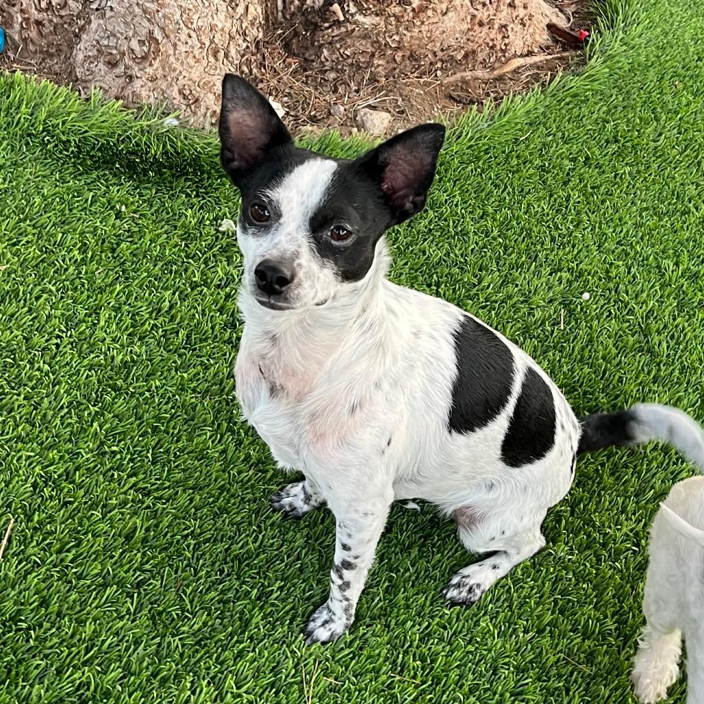 Oreo