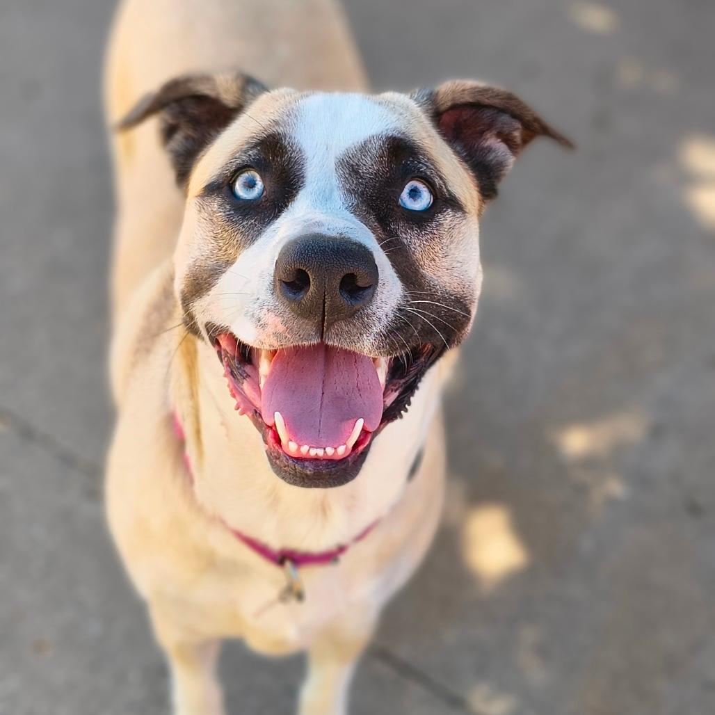 Bambi-In foster-$199 - See my Video!