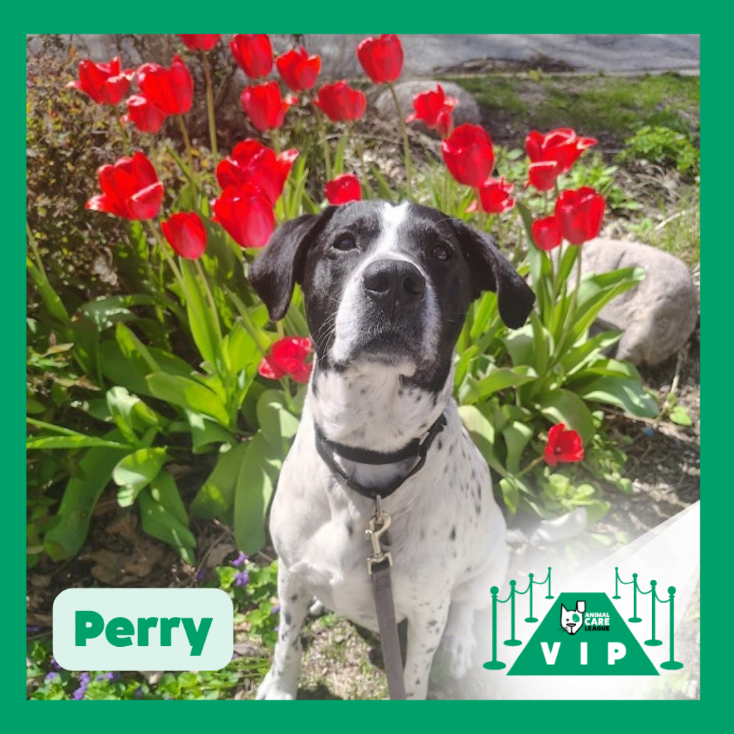 Perry