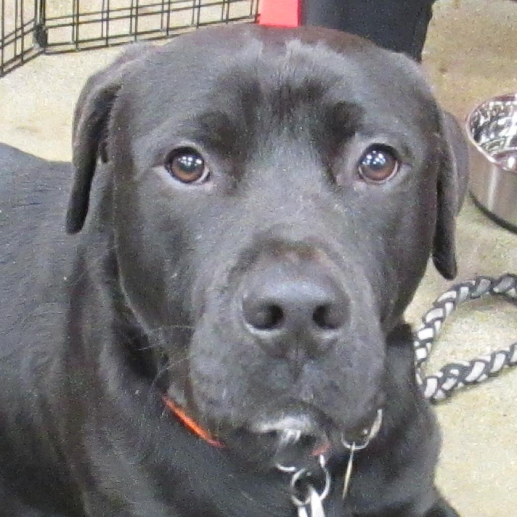 Dogs Balck Lab Adoptable Black Labrador Retriever Dogs | Chewy.com