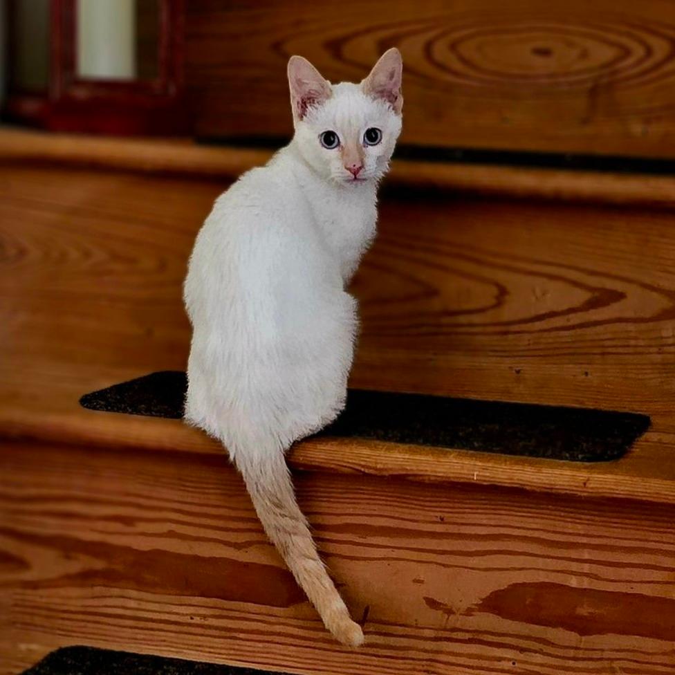 Tofu