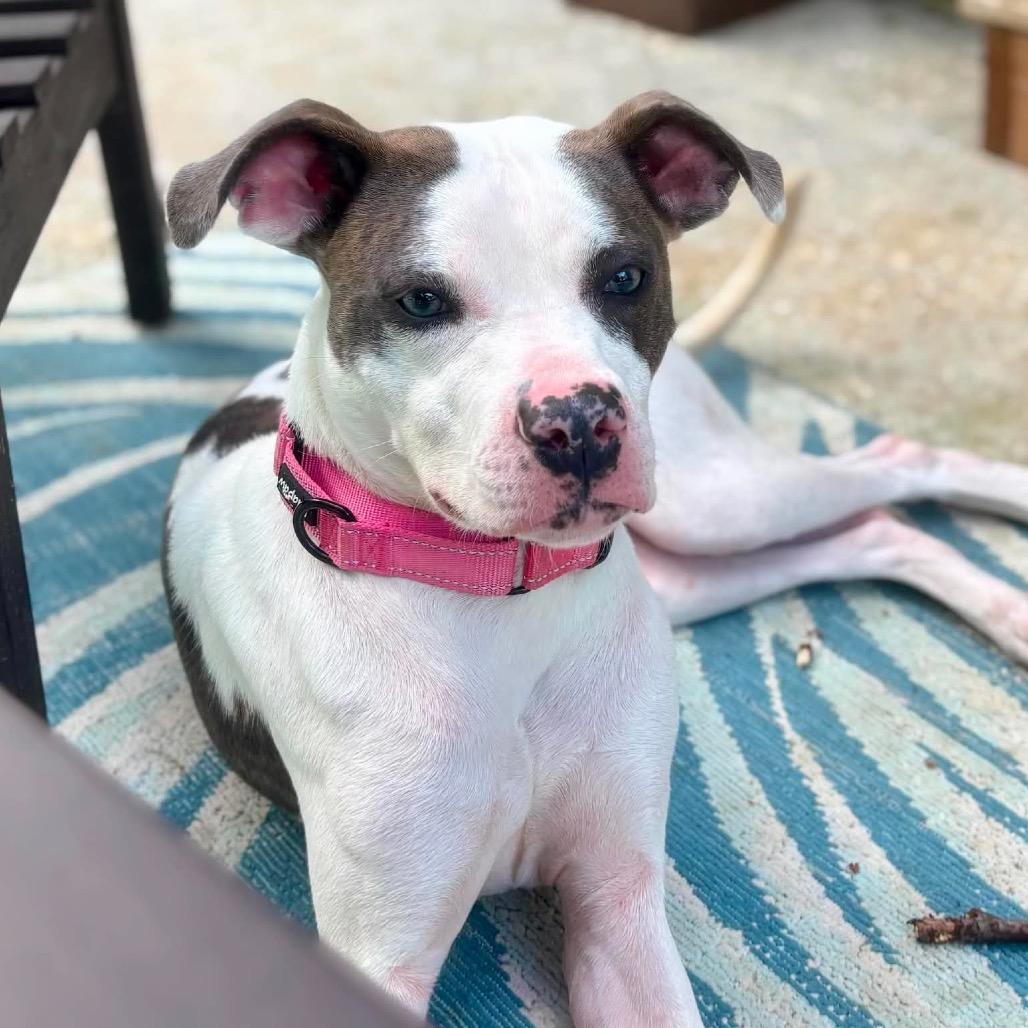 Harley 