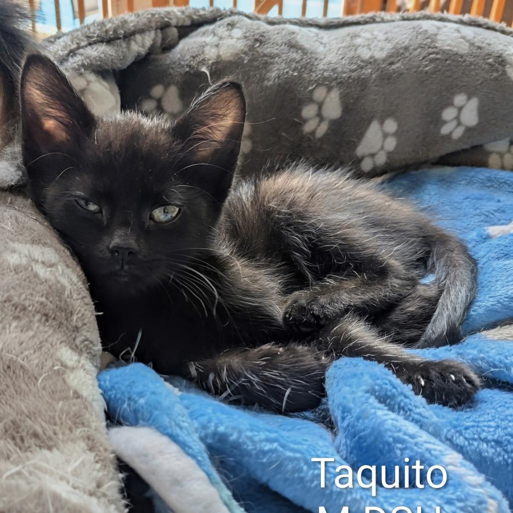 Taquito