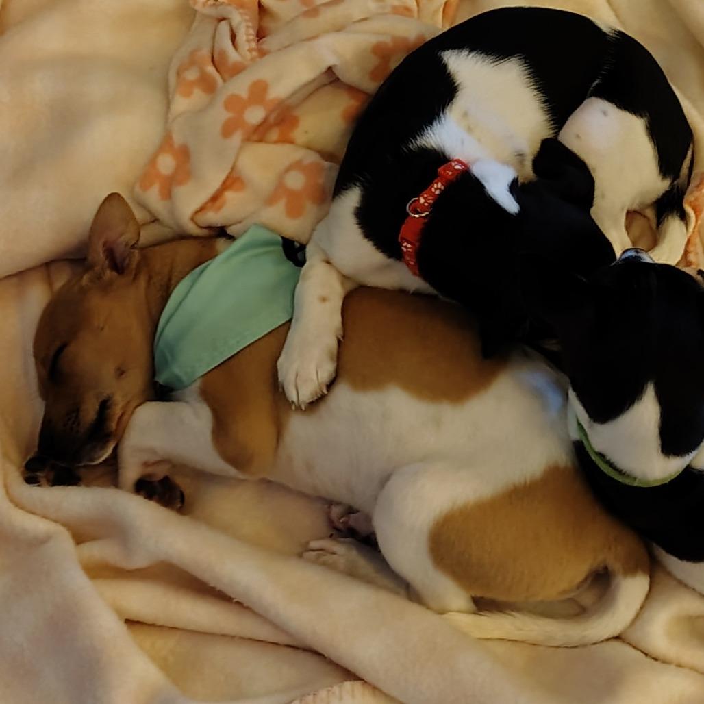 Yoshi/Emmitt