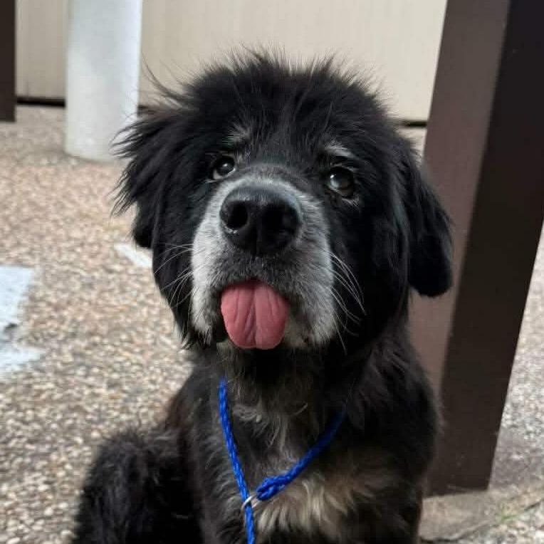 Sirius Black
