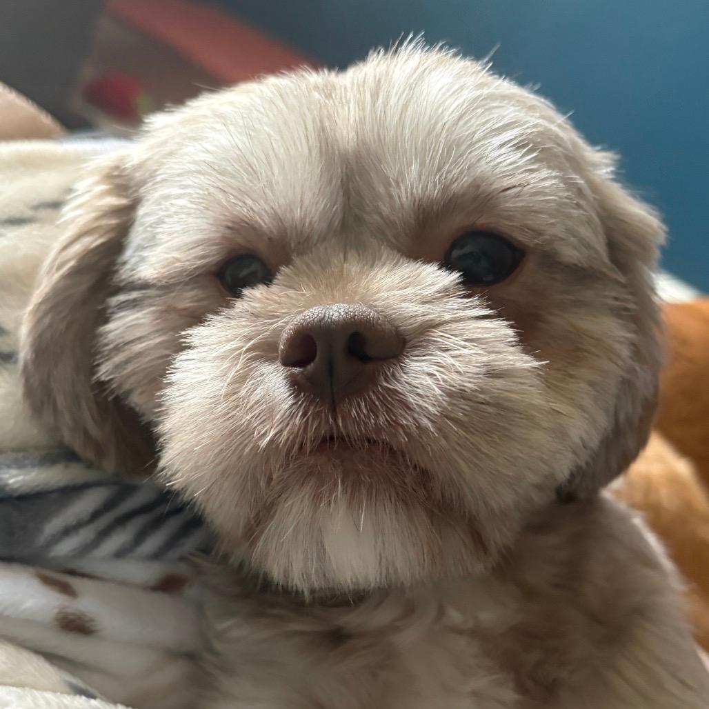 Mrs. Chewy