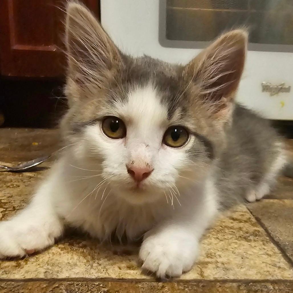 Simon