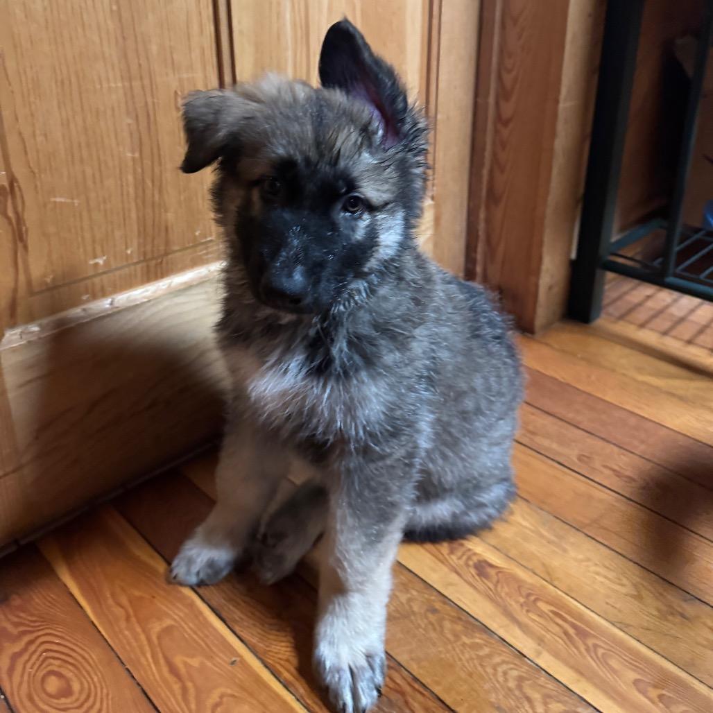 Kai