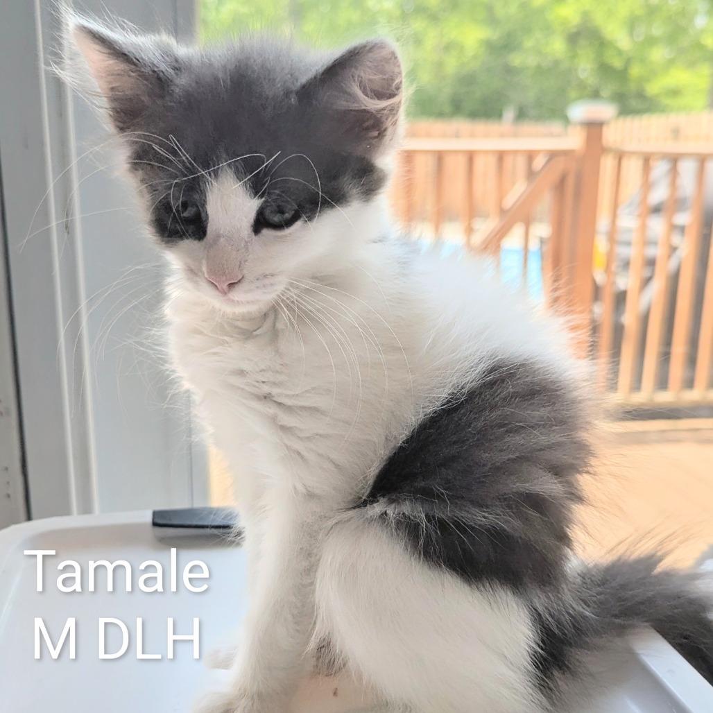 Tamale