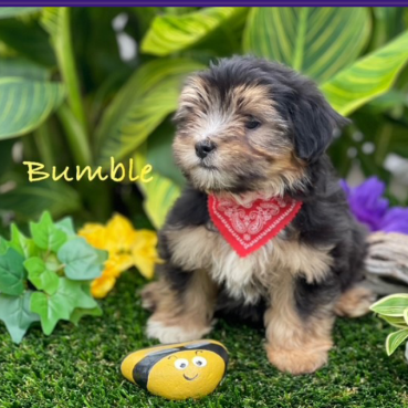 Bumble