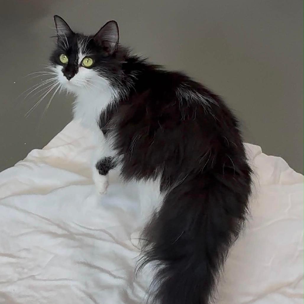 Oreo