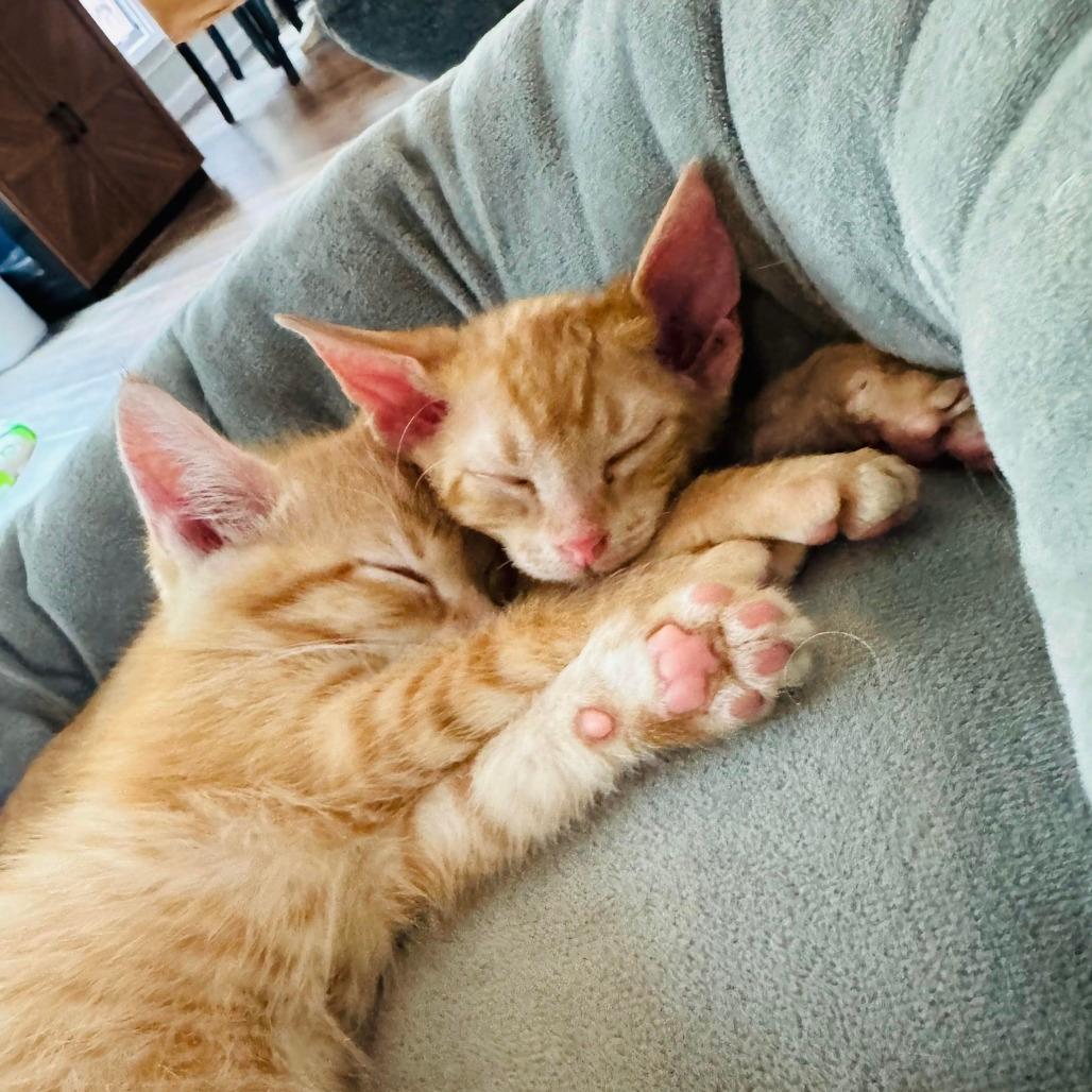 Tango and Sunny