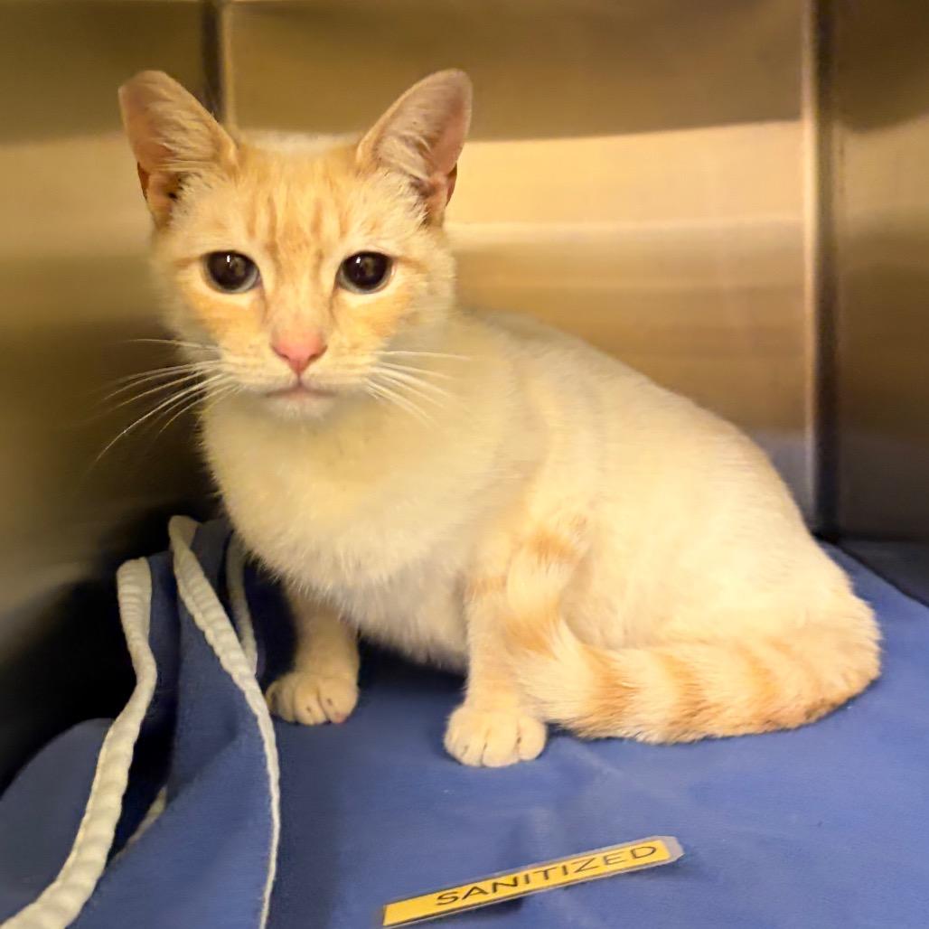 Stray 06/05/26 A64832