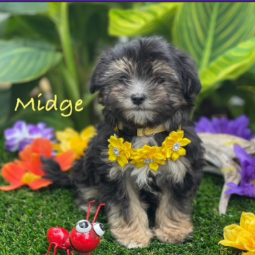 Midge