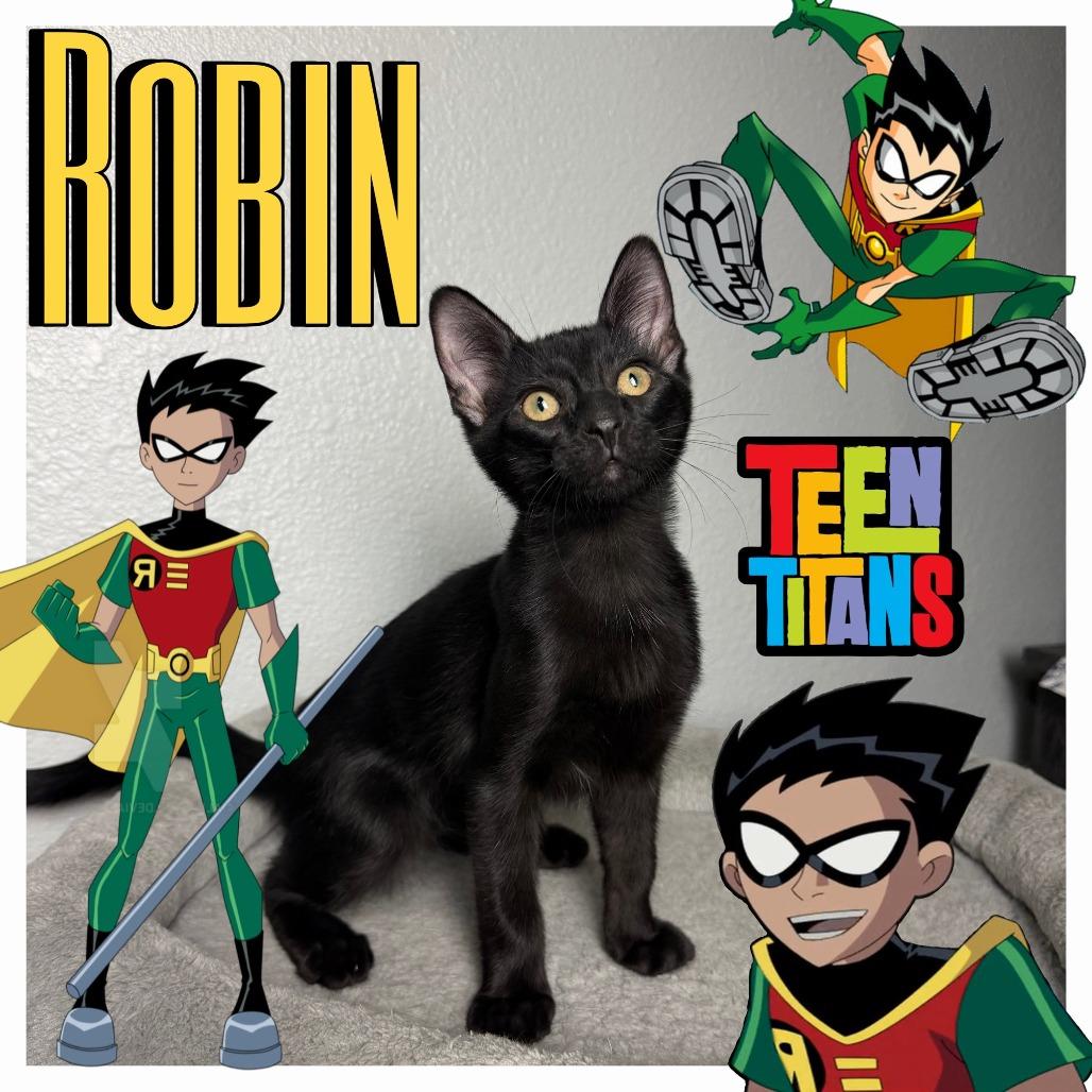Robin