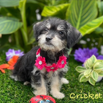 Cricket
