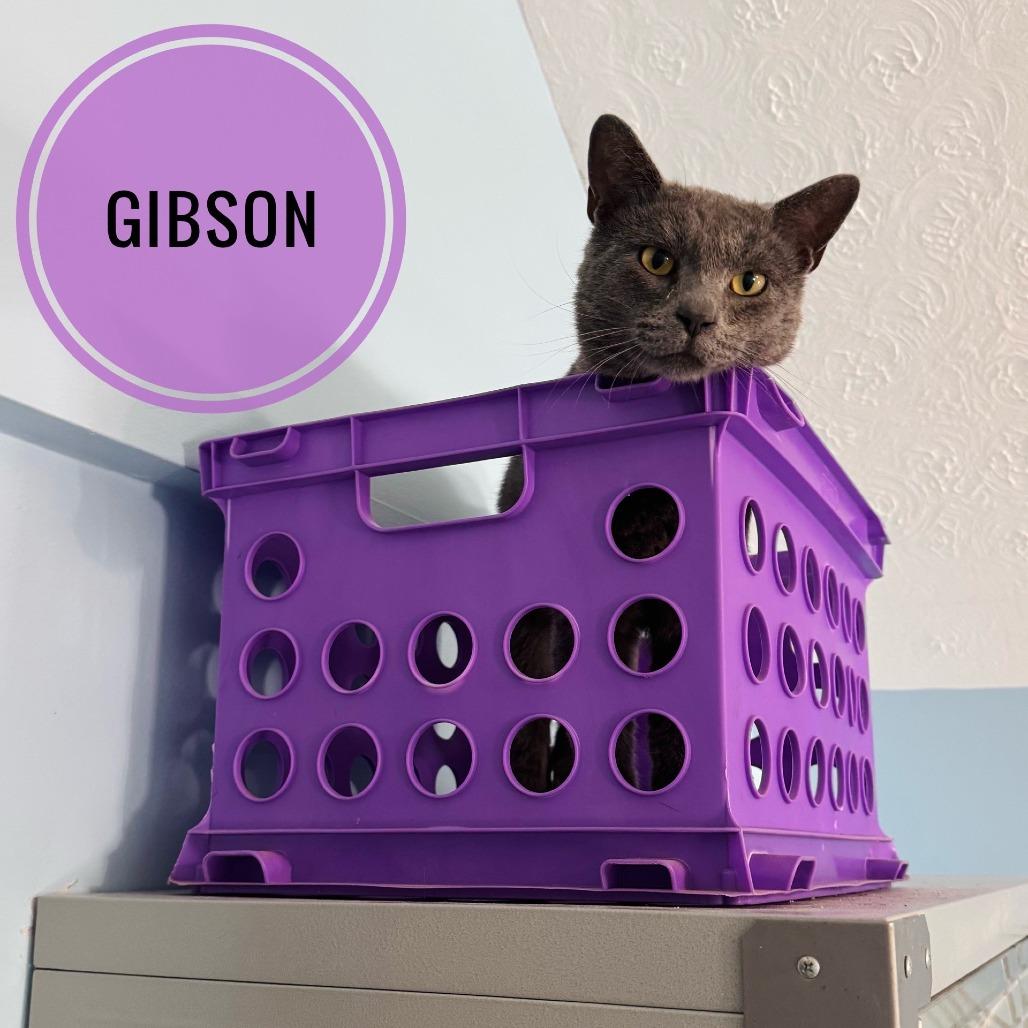Gibson