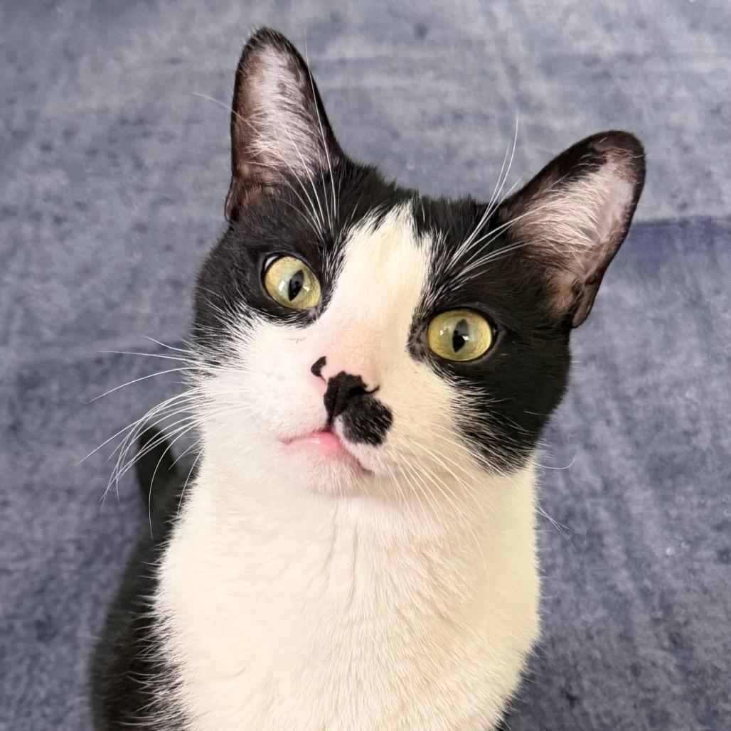 Cassius (Home adoption)