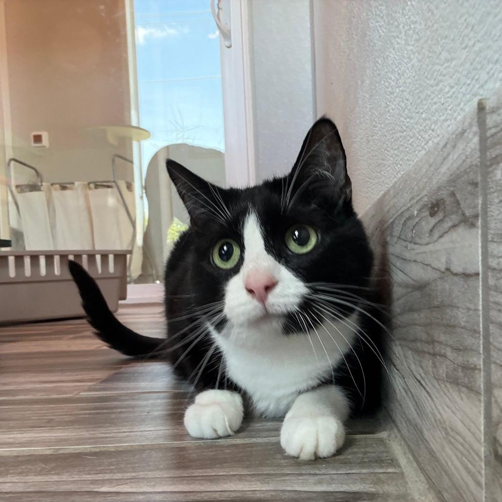Chai (Bonded to Duncan)