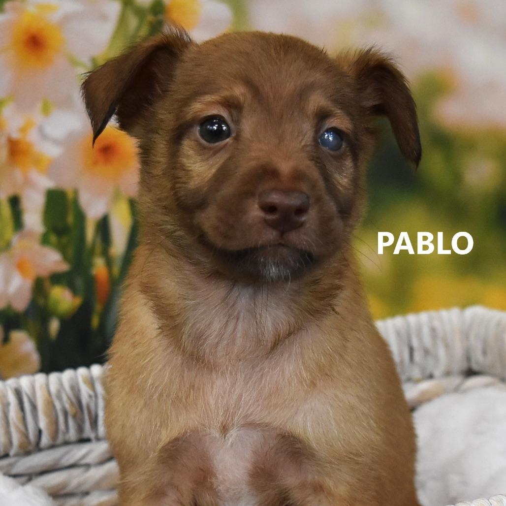 Pablo