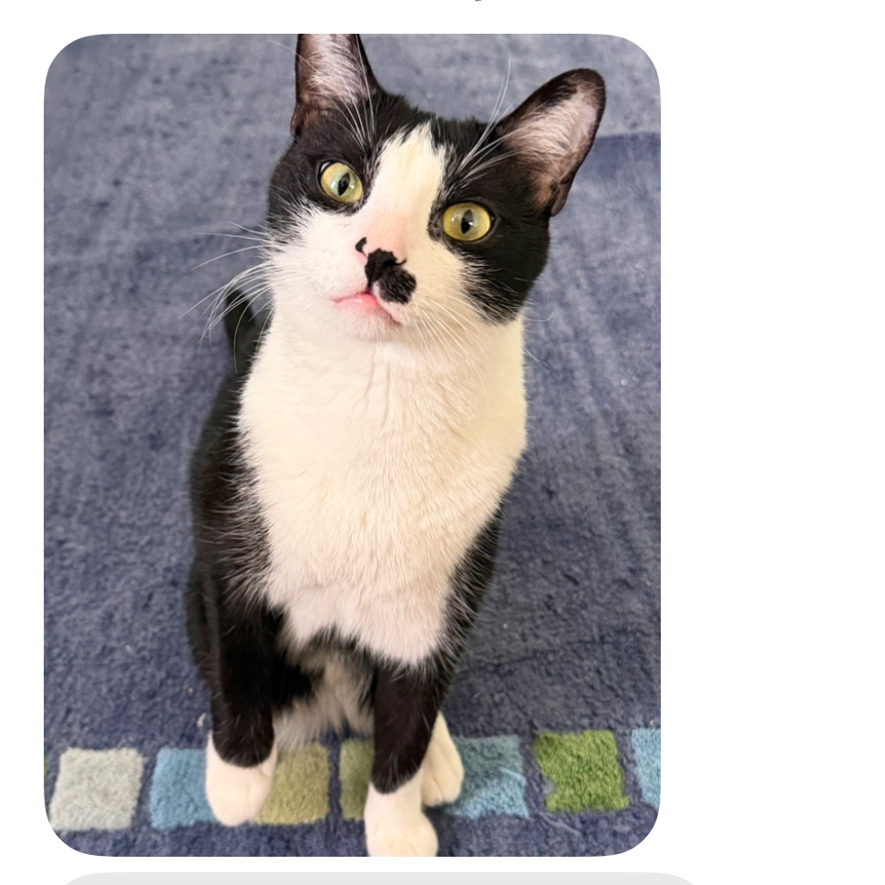 Cassius (Home adoption)