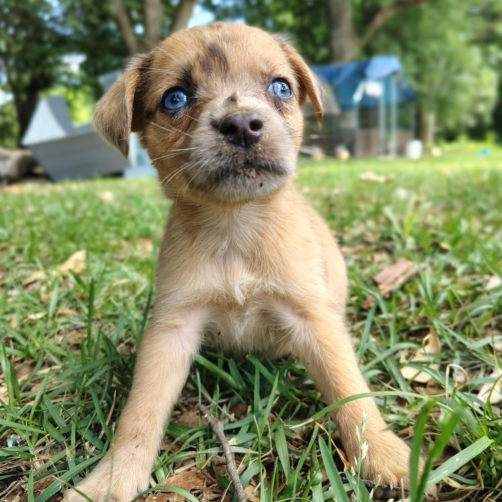 Isla
