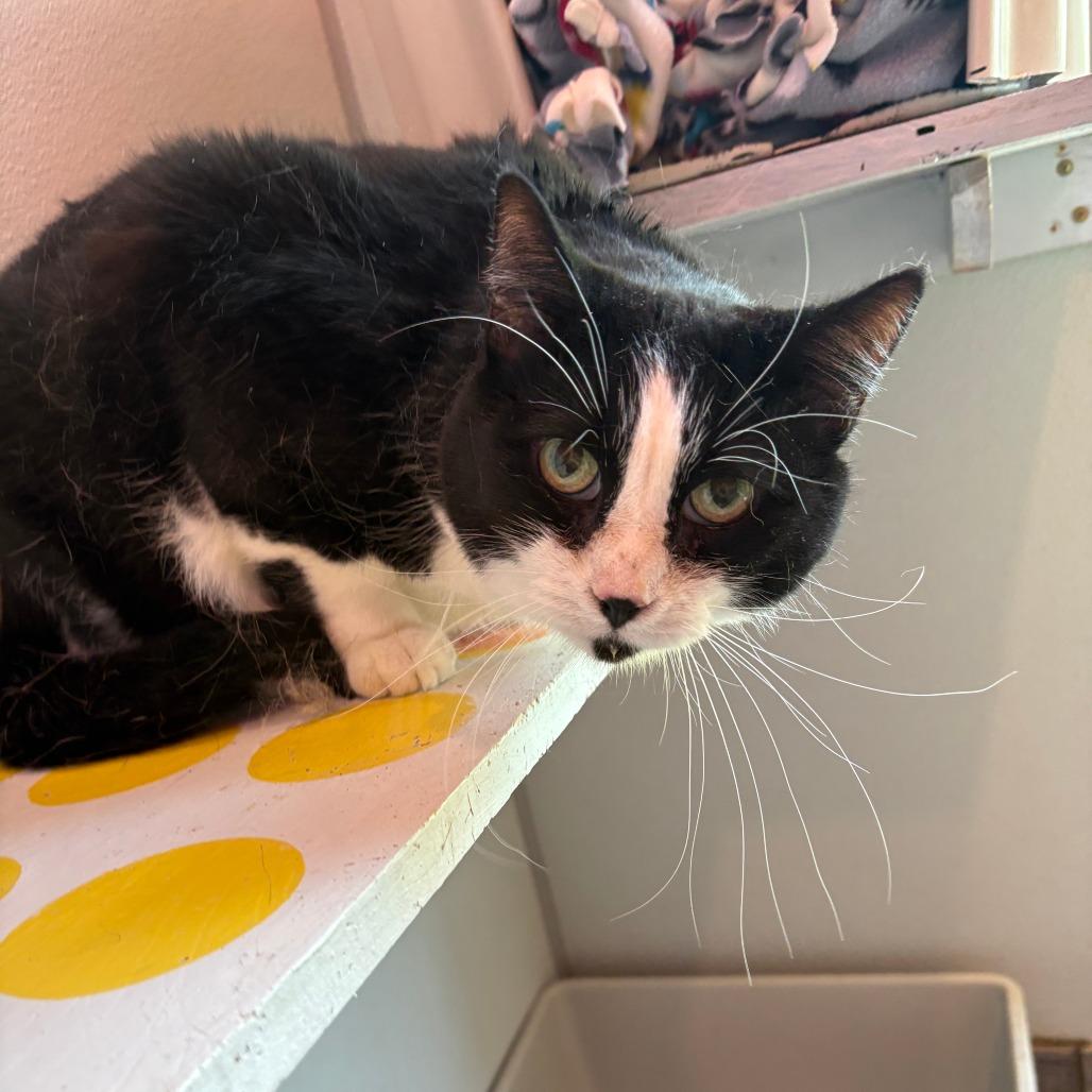 Duncan (Bonded to Chai)