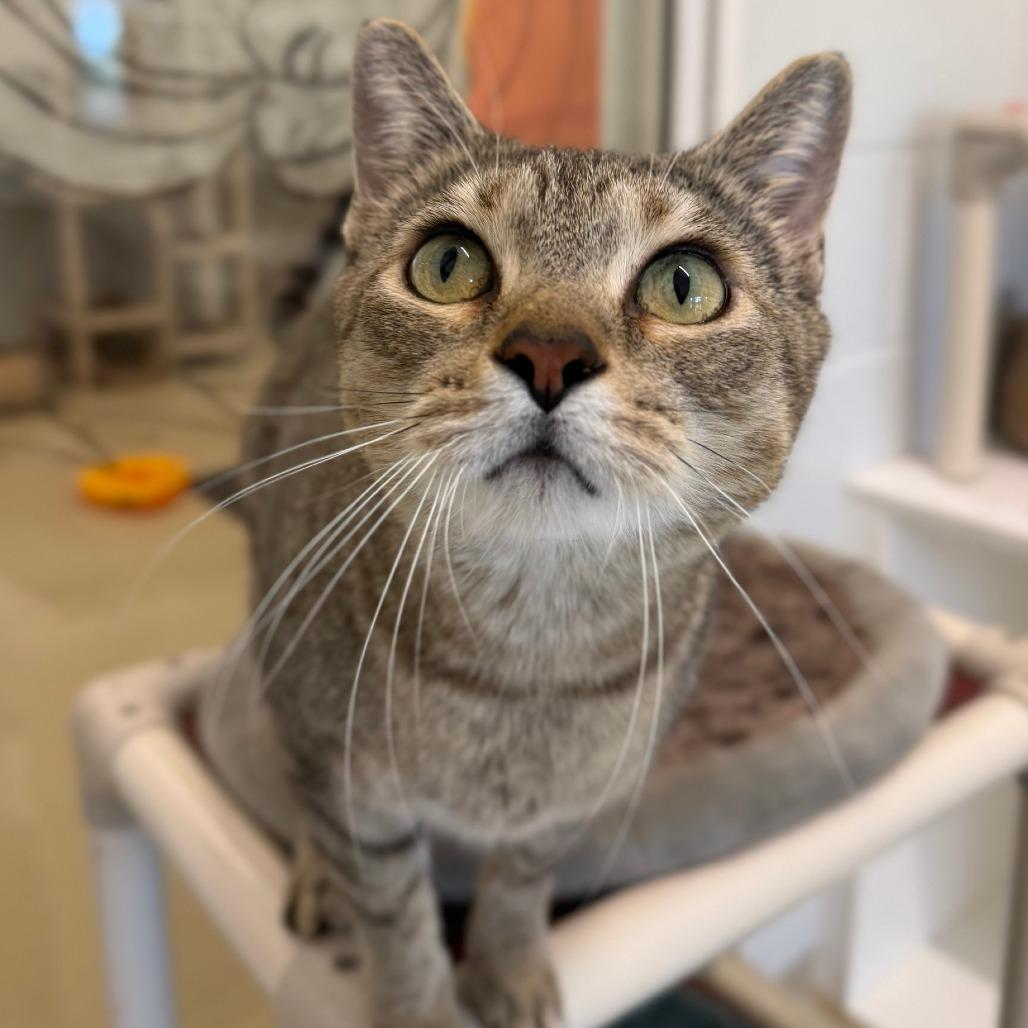 Piper