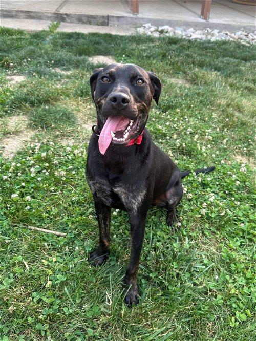 Adoptable Dogs & Puppies in Dayton, OH