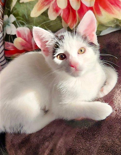 Adoptable Cats & Kittens in Columbia, SC