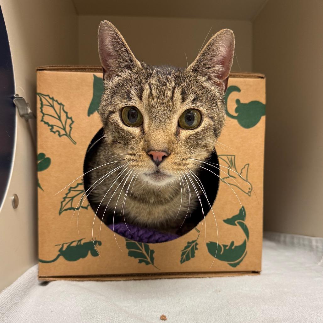 Homer