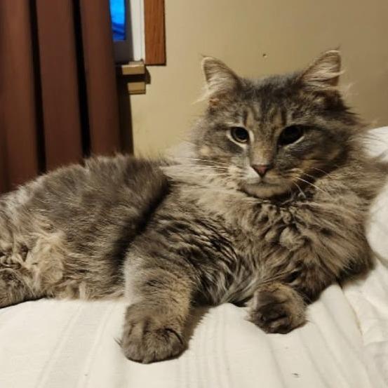 Biscuit