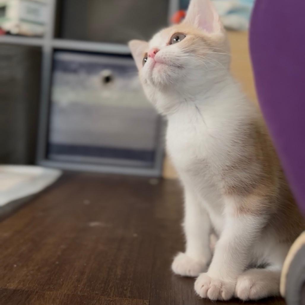 Linus