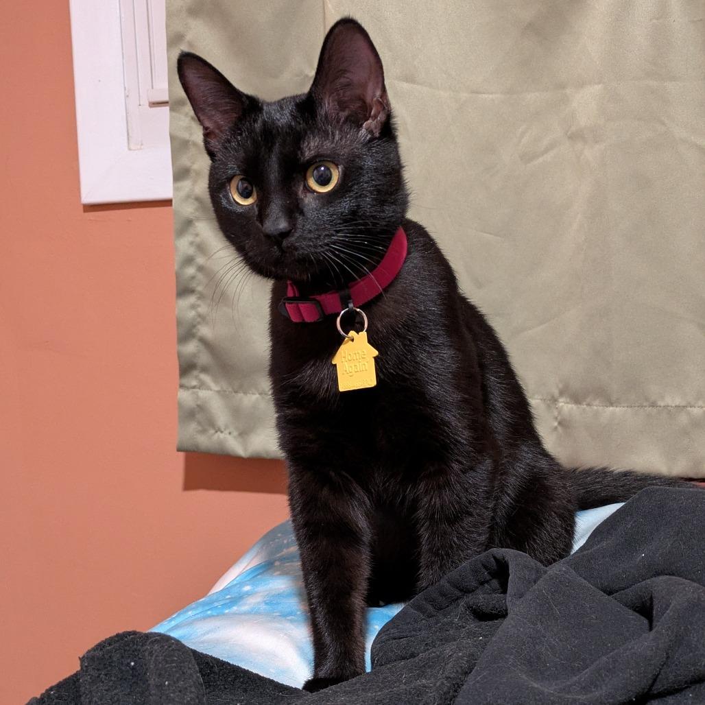 Oreo-In Foster