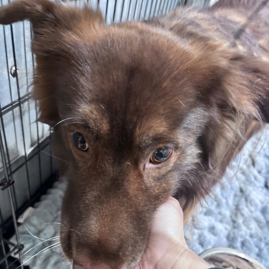 Butch aka Boston