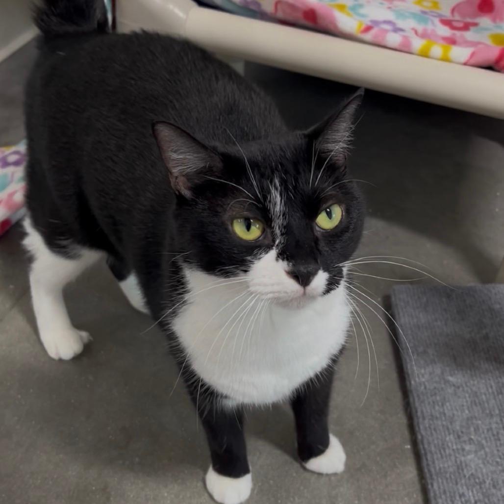 Mittens