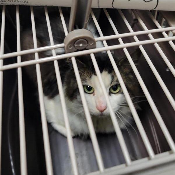 Working Cat Barry